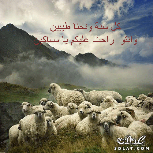 رد: صور خرفان بمناسبة عيد الاضحى Sheep خروف العيد
