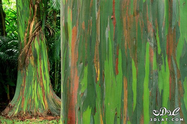 أشجار "أوكالبتوس" ذات الجذوع الملونة طبيعياً