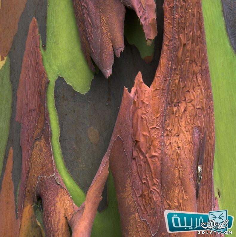 أشجار "أوكالبتوس" ذات الجذوع الملونة طبيعياً