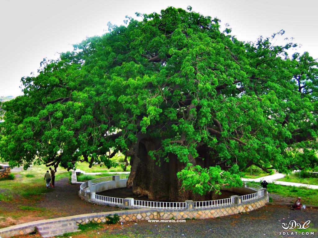اكبر شجرة في اليمن.. شجرة الغريب