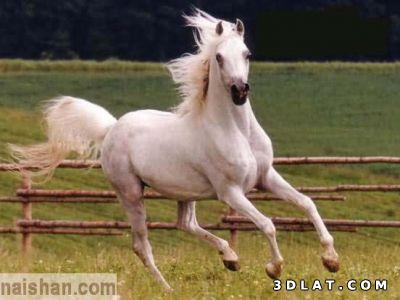 صور خيول عربيه رائعه