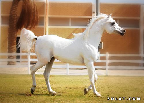 صور خيول عربيه رائعه