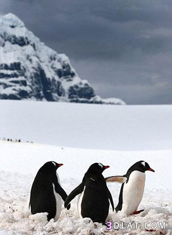 رومانسية البطريق على الجليد