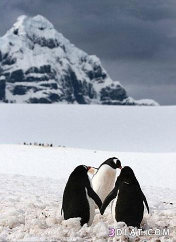 رومانسية البطريق على الجليد