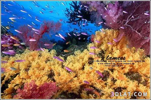الشعاب المرجانية ذات الجمال الساحر