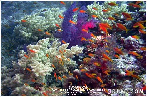 الشعاب المرجانية ذات الجمال الساحر