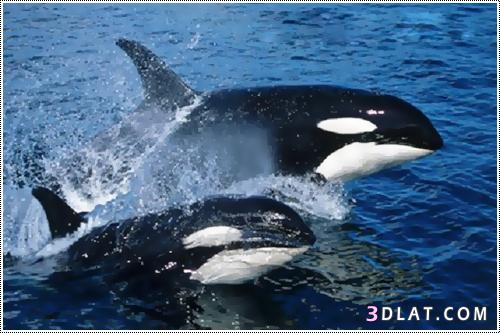 الحوت القاتل .. orca