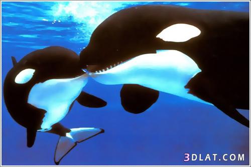الحوت القاتل .. orca