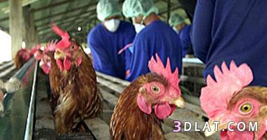 الصين تعلن اكتشاف حالة إصابة بشرية بأنفلونزا الطيور