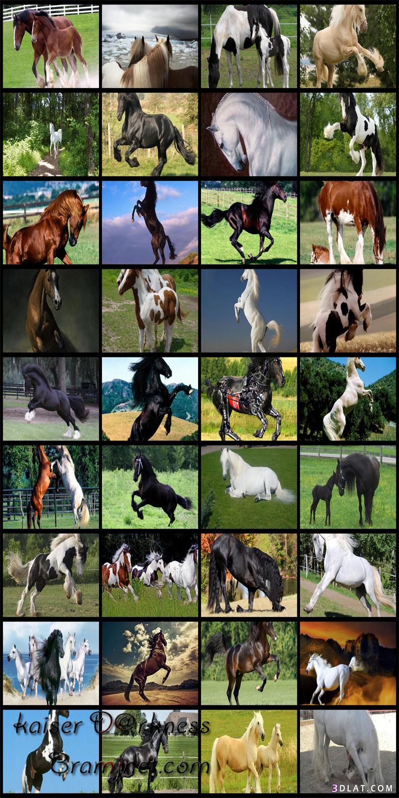اجمل خيول العالم مجموعه من الصور في غايه الجمال منتهي الروعه والابداع