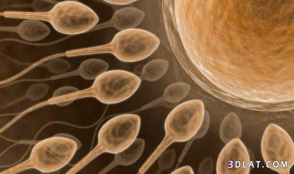 كشف الحمل ، تطور الجنين . نظرة سريعة