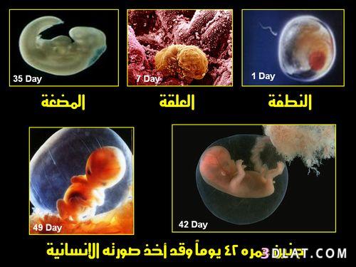 كشف الحمل ، تطور الجنين . نظرة سريعة