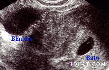 مراحل تطور الجنين داخل بطن أمه بالصور
