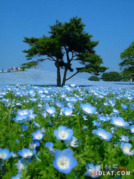 حديقة هيتاشى فى اليابان