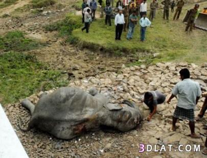 سكان الهند يستخرجون فيلة مولودة حية من أمها الميتة