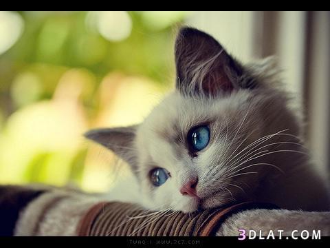 استفتاء صورة أجمل قطه (1)
