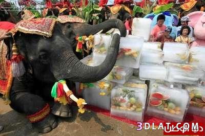 بوفيه على شرف الفيلة فى تايلند