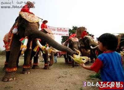 بوفيه على شرف الفيلة فى تايلند