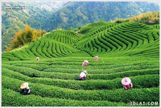 مزارع الشاى