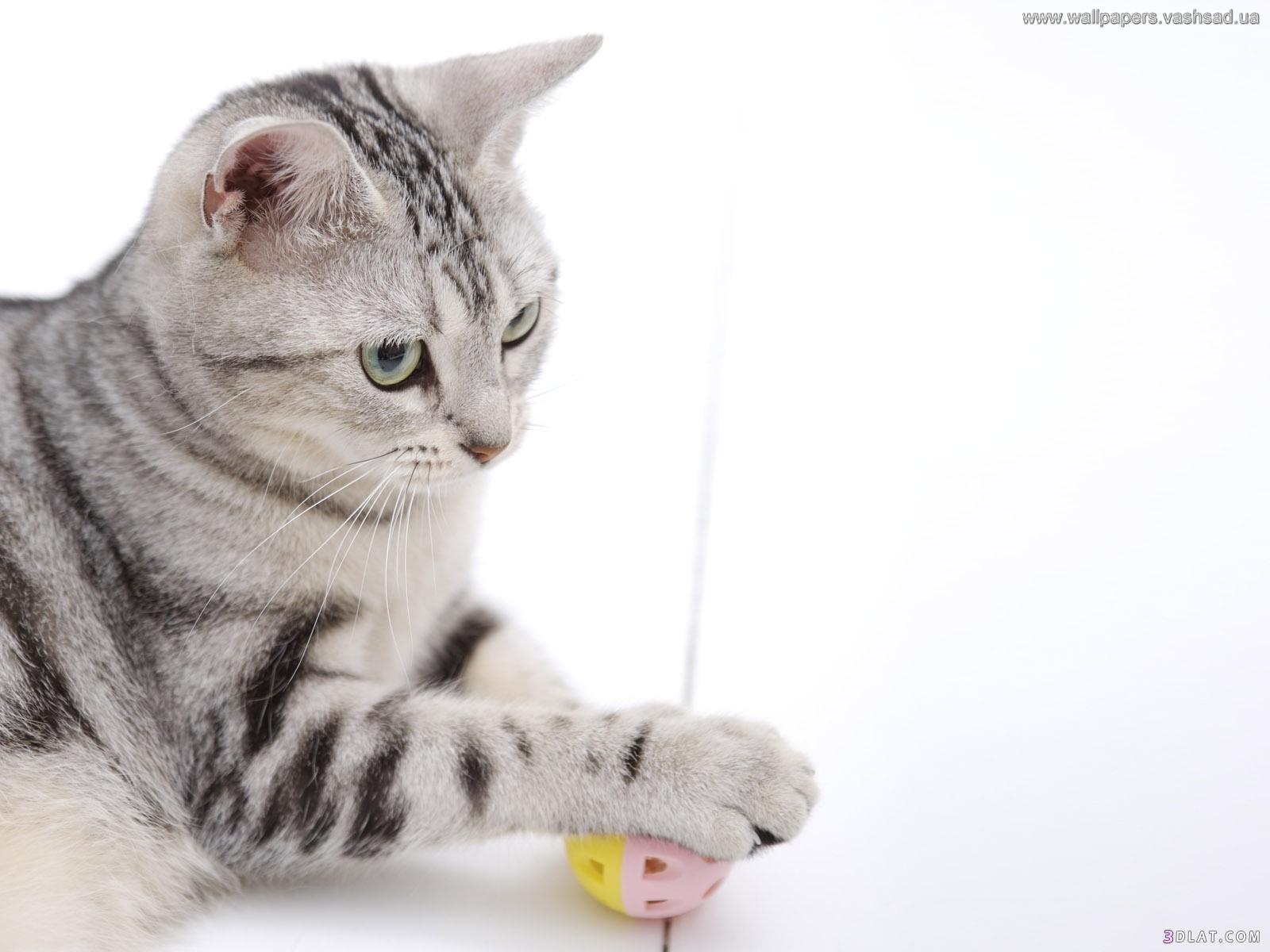 استفتاء مسابقه اجمل قطه(3)