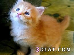الصور الفائزه فى مسابقه أجمل قطه(3)