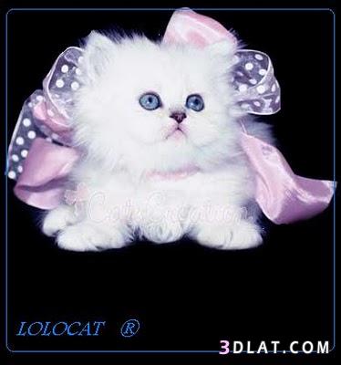 استفتاء مسابقه صورة أجمل قطه (4)