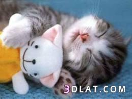 استفتاء مسابقه صورة أجمل قطه (4)