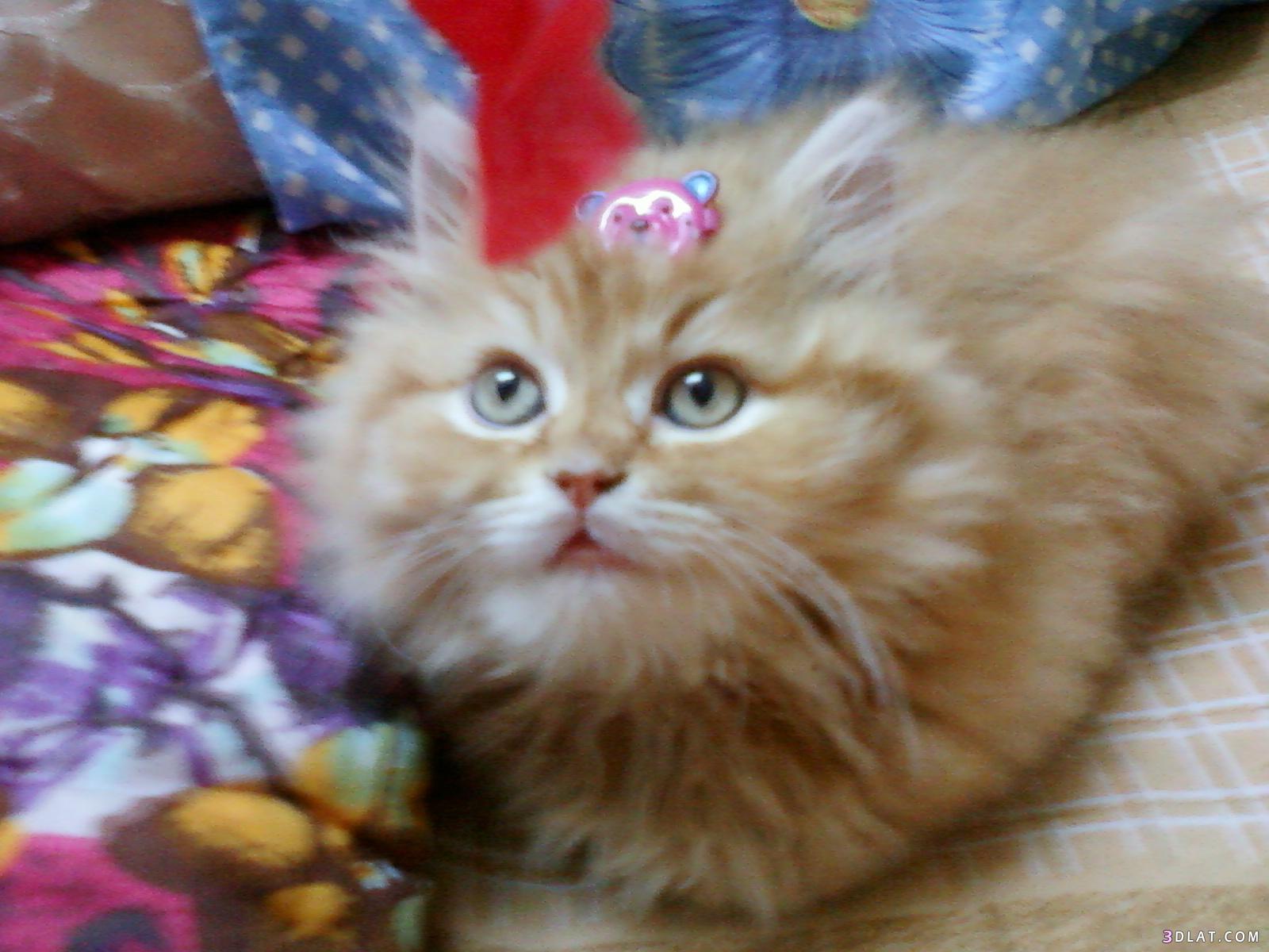 استفتاء مسابقه صورة أجمل قطه (5)