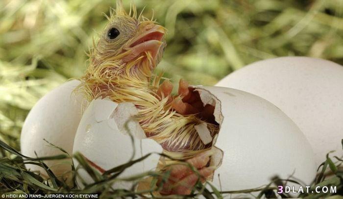اللحظة الاولى لخروج الحيوانات من البيضة