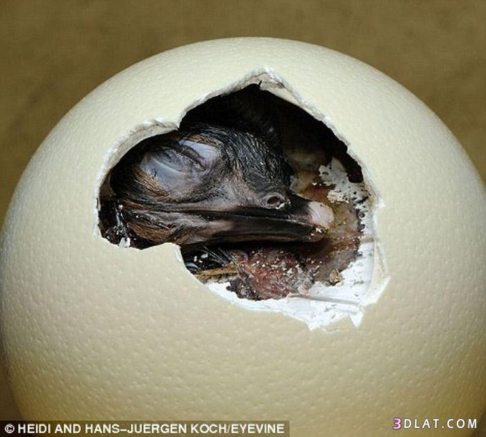 اللحظة الاولى لخروج الحيوانات من البيضة