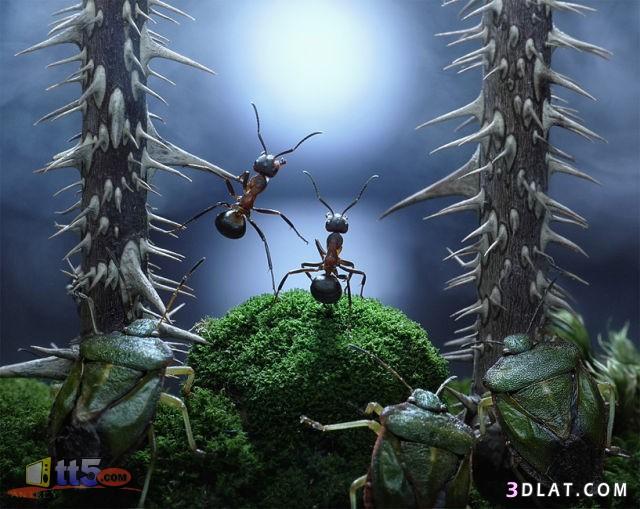 عندما يعيش النمل مثل الإنسان.. عمل فني من روسيا