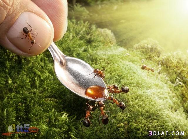 عندما يعيش النمل مثل الإنسان.. عمل فني من روسيا