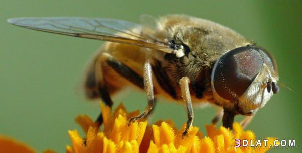 العسل من النحلة الى فمكي