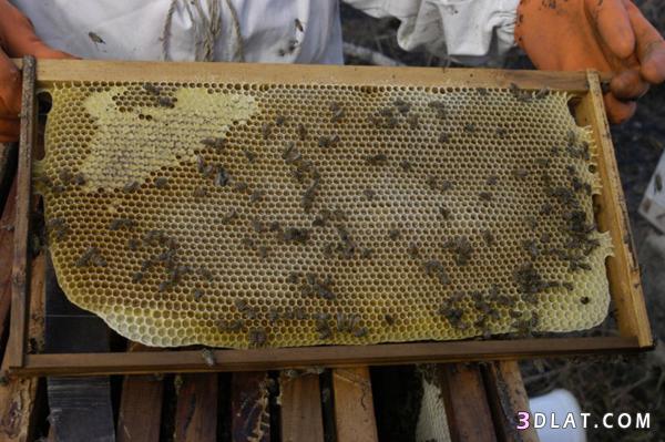 العسل من النحلة الى فمكي