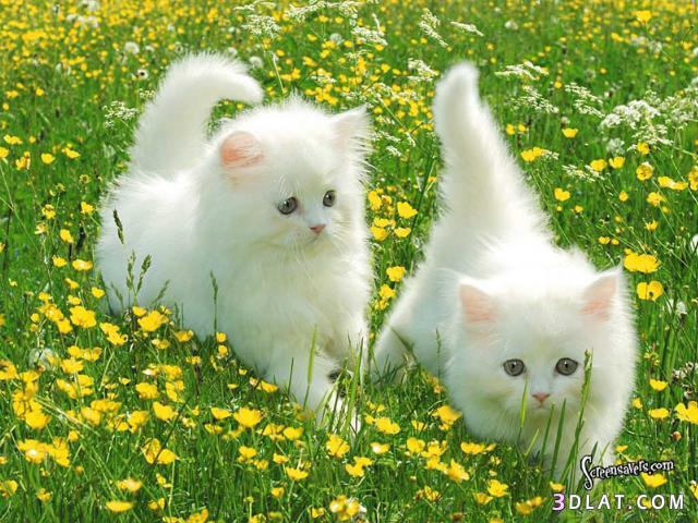 استفتاء مسابقه صورة أجمل قطه (5)