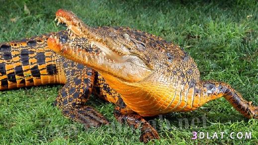 تمساح يتحول لونه إلى البرتقالي بسبب أكله "لفلتر" ماء