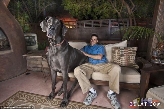 صور كلب كبير جداً ، بحجم الحصان تقريباً يدخل موسوعه جيينس