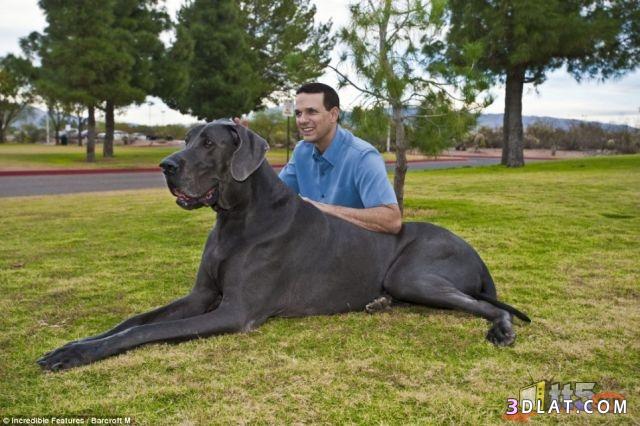 صور كلب كبير جداً ، بحجم الحصان تقريباً يدخل موسوعه جيينس