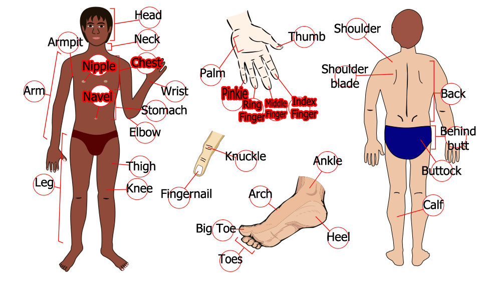 مفردات الجسم Vocabulary of the body