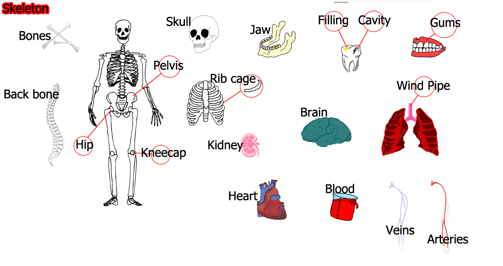 مفردات الجسم Vocabulary of the body
