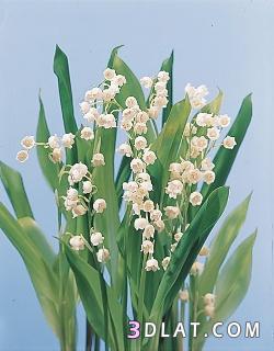 Gladiolus غلاديلاس