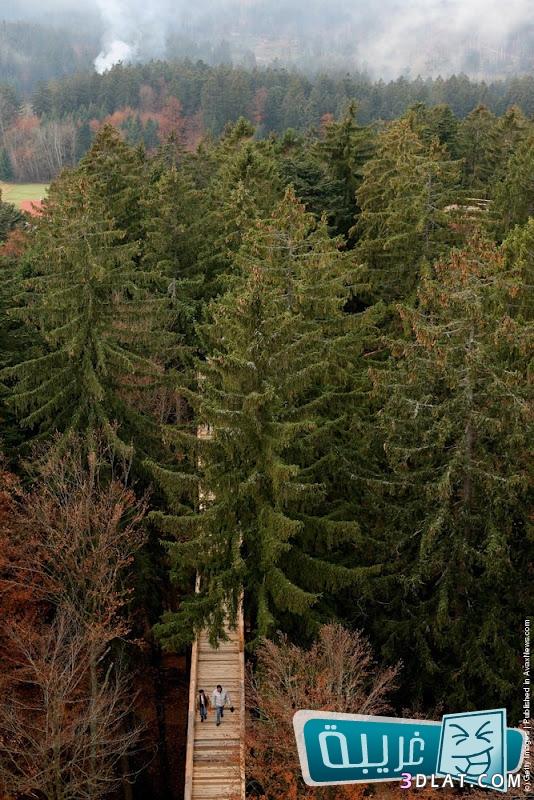. أطول ممشى بين الأشجار فى العالم