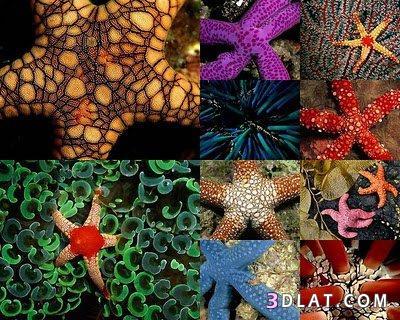 صور جميلة و نادرة لنجوم البحر