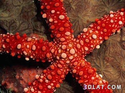 صور جميلة و نادرة لنجوم البحر