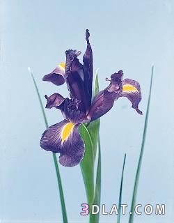 Iris السوسن