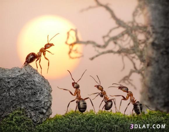 حياة نملة