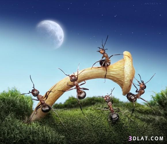 حياة نملة
