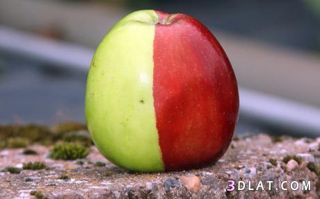 بريطانيه تعثر على تفاحة نصفها أحمر والآخر أخضر