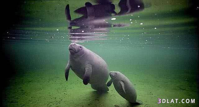 خروف البحر - manatee