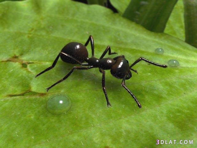 اسرار عالم النمل